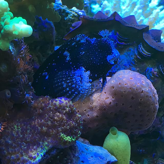 aquarium_seaさんの実例写真