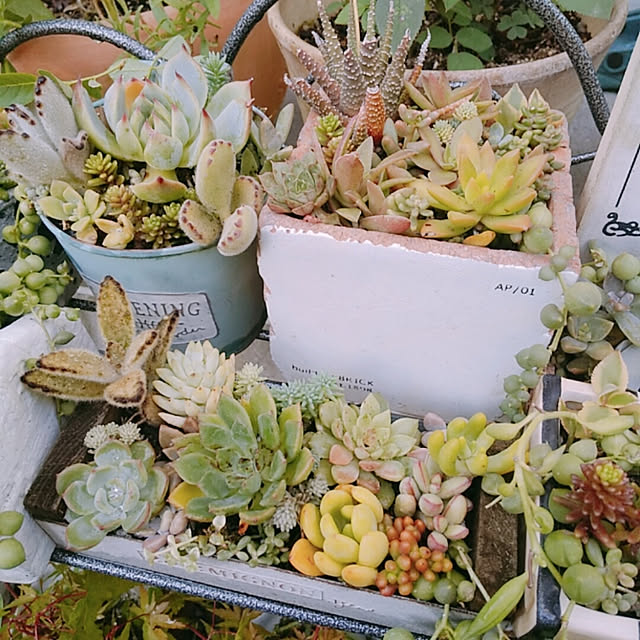 aikkoさんの実例写真