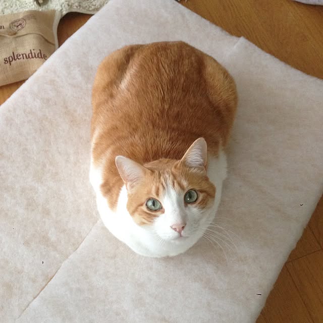 Kinanさんの実例写真