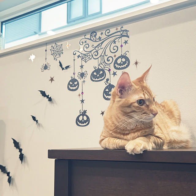 nyanpeiさんの実例写真