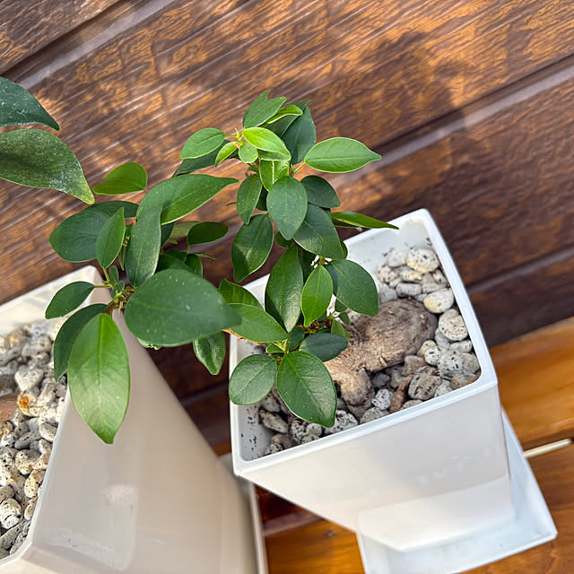 ponponcooさんの実例写真