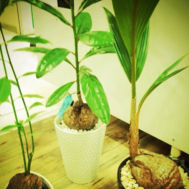 hibanaさんの実例写真