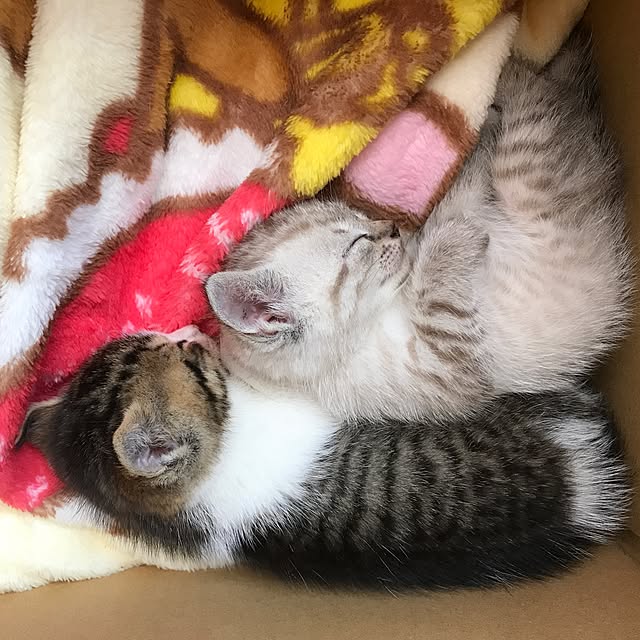 pepeさんの実例写真