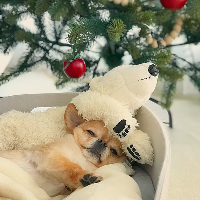 リビング/クリスマス/犬/チワワ/犬のいる暮らし...などのインテリア実例 - 2017-12-22 08:03:55