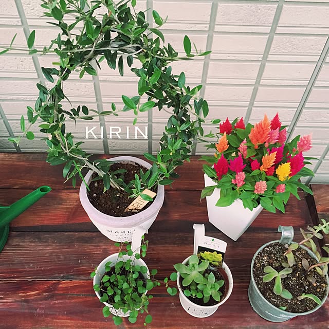 玄関/入り口/植物たちが可愛すぎて困る/ガーデニング初心者/植物/ガーデニングDIY...などのインテリア実例 - 2017-05-21 20:32:21
