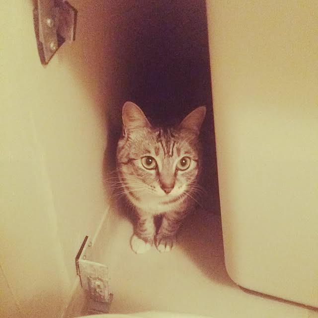 annさんの実例写真