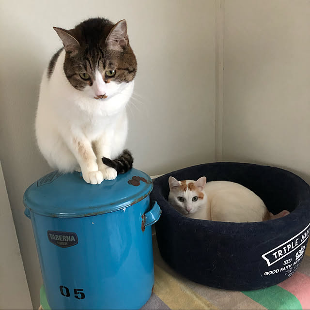 arayanさんの実例写真