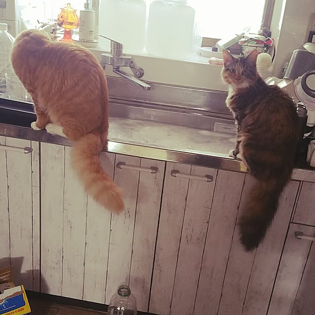 luvfamilyさんの実例写真