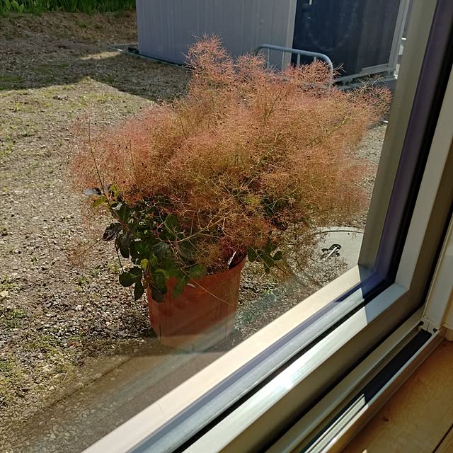 maison_de_yuki29さんの実例写真