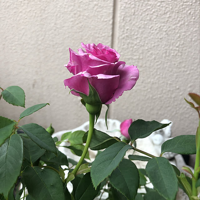 MELOさんの実例写真