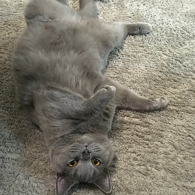 fionaさんの実例写真
