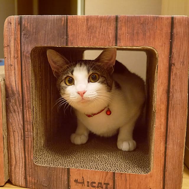 実例写真