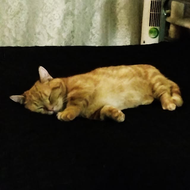 runaさんの実例写真