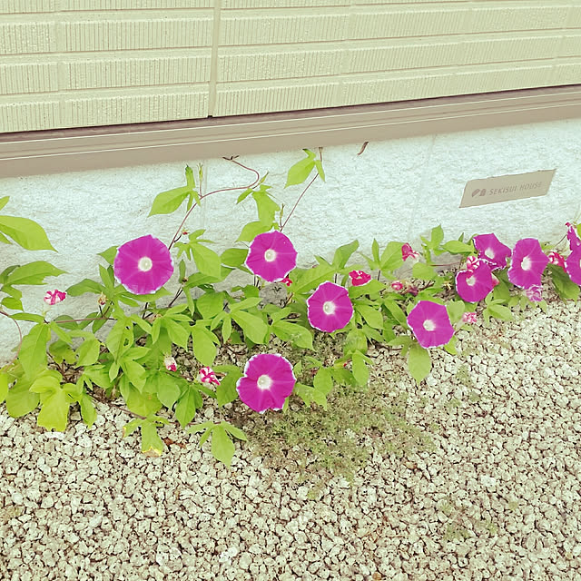 yoikoさんの実例写真