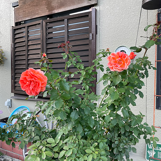 shin0719さんの実例写真