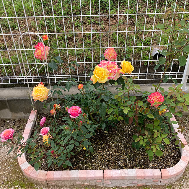 Sweetpeaさんの実例写真