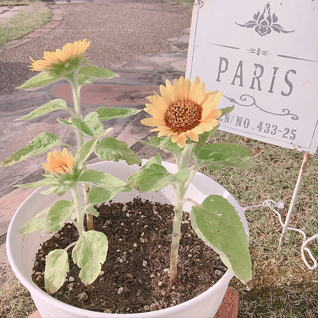 t.m.r.sさんの実例写真