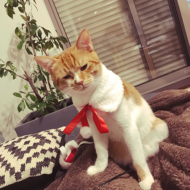 Kobamiさんの実例写真