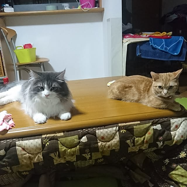 shinobuさんの実例写真