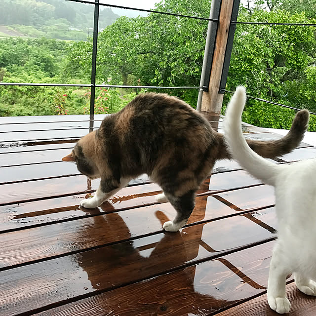sakurasakuさんの実例写真