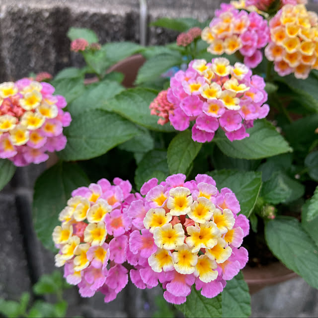 bestwishes.ryokoさんの実例写真