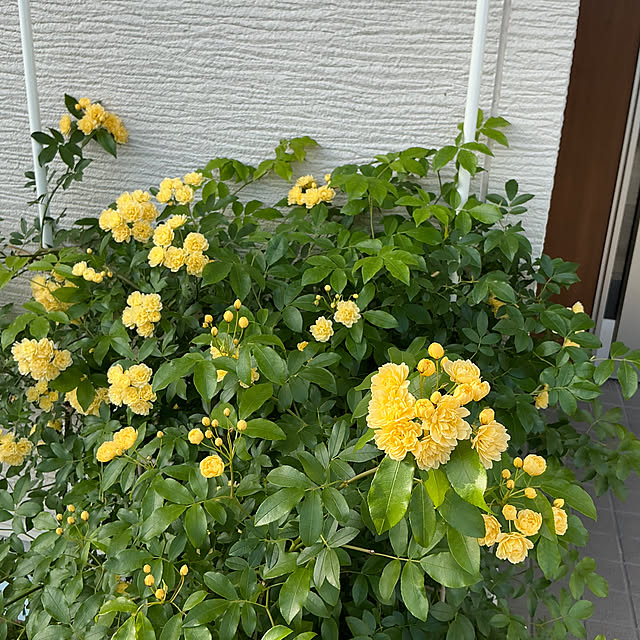 chiiyanさんの部屋