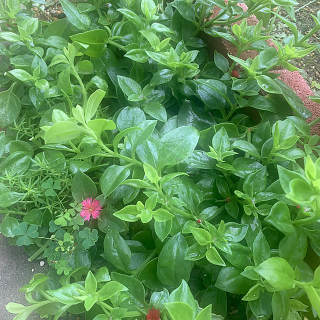 Fumiさんの部屋