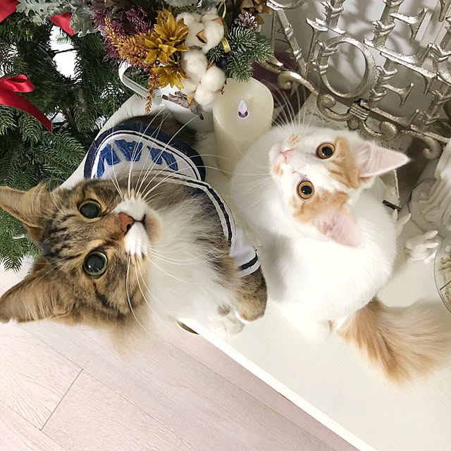 yuchiさんの実例写真