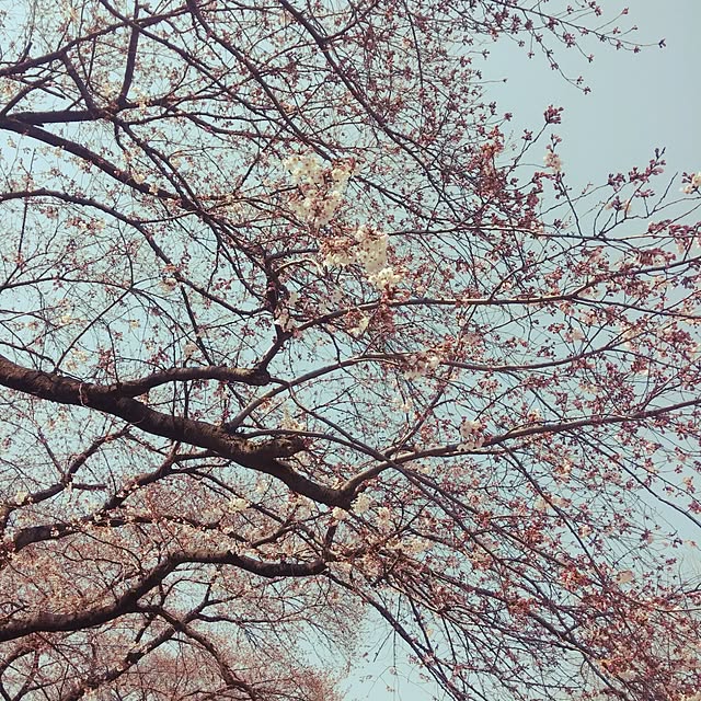 opiopiopiさんの実例写真