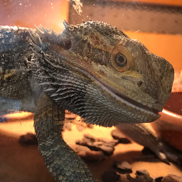 japitonさんの実例写真