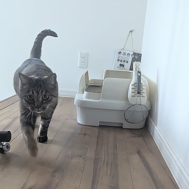 mamimamipockyさんの部屋