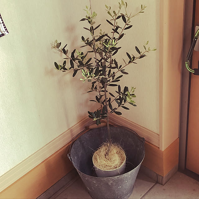 chicoさんの実例写真