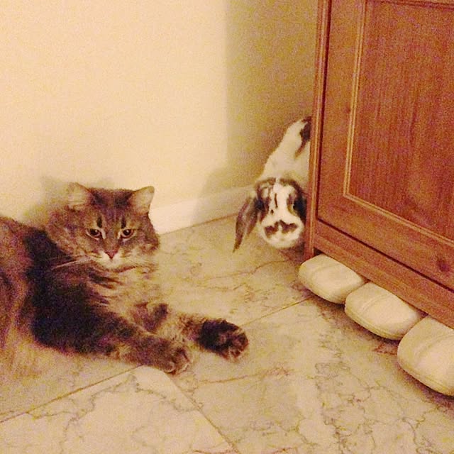 mimiさんの実例写真
