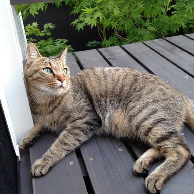 mikomaruさんの実例写真