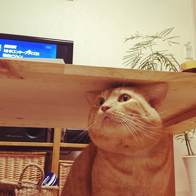 chiimalさんの実例写真