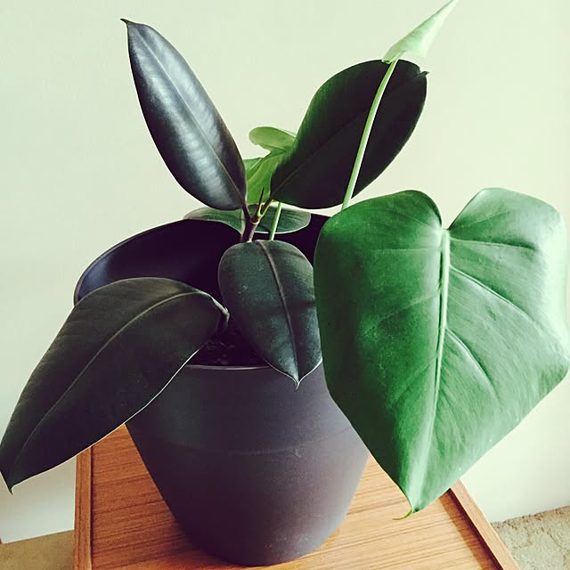 tksm.auさんの実例写真