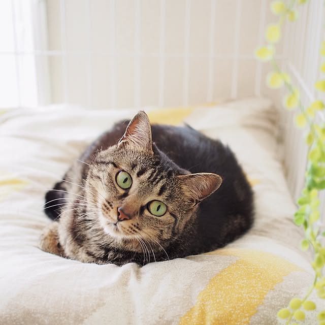 ineko_kさんの実例写真