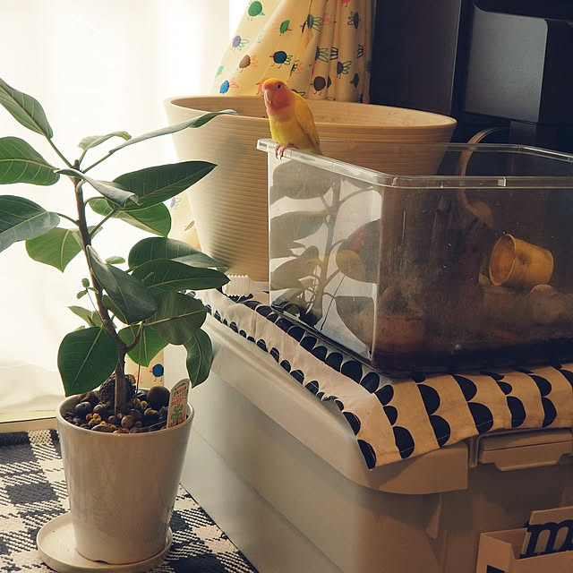 m-kinocoさんの実例写真