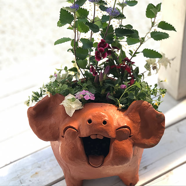 sukkorobiさんの実例写真