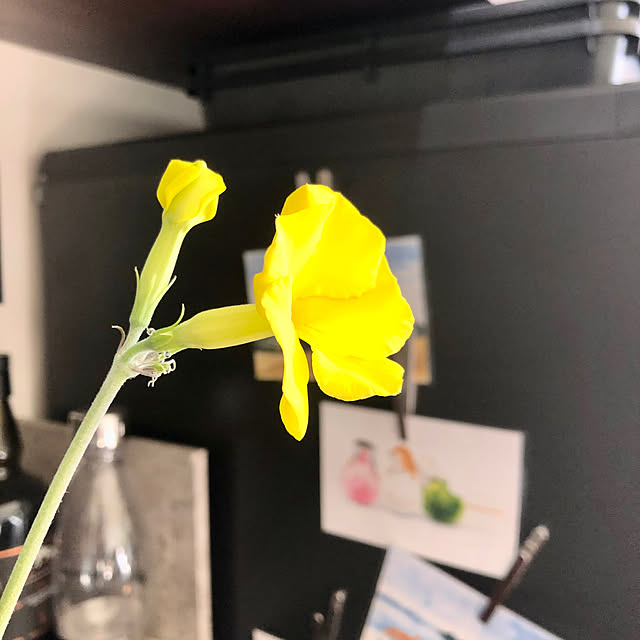 nuruiさんの部屋