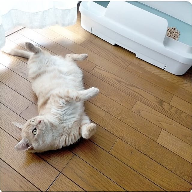 heart.emiemi57.whiteさんの実例写真