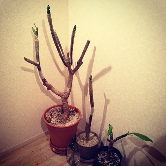 Bobさんの実例写真