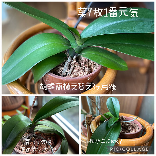 buchiさんの実例写真