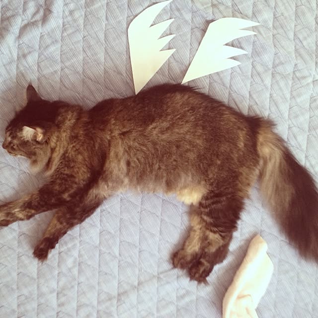 fun-gattさんの実例写真