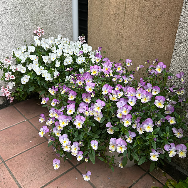 fumikoiさんの実例写真