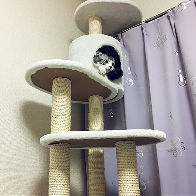 tomommyさんの実例写真