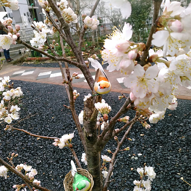 壁/天井/さくら/さくらんぼの花/ガーデニング/花壇...などのインテリア実例 - 2018-03-17 08:59:22