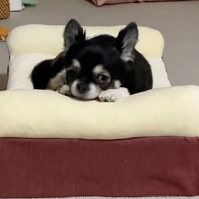 koroさんの実例写真