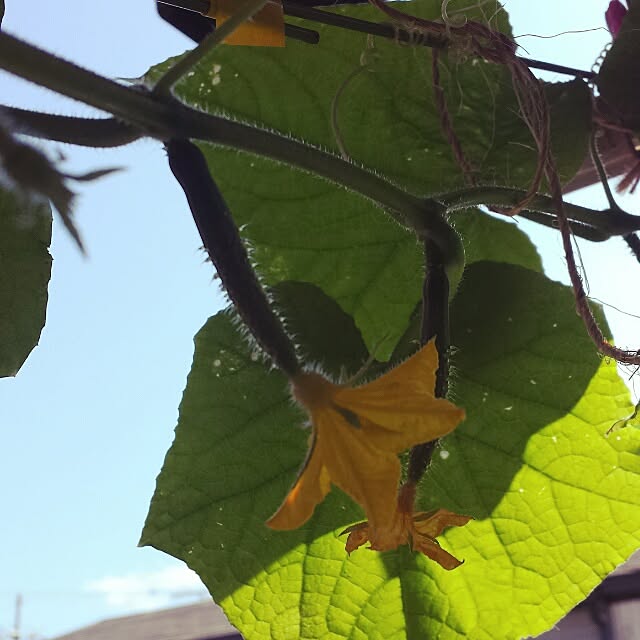 Naomiさんの実例写真