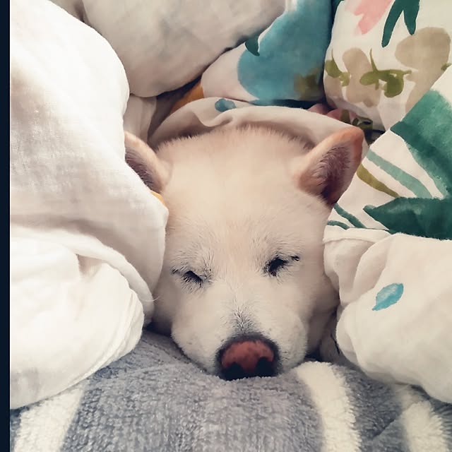 yukinkoさんの実例写真